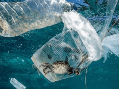 海洋塑膠污染，會對人體產(chǎn)生哪些危害？